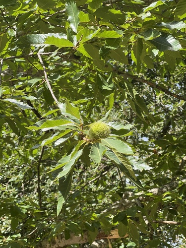 Sweet Chestnut