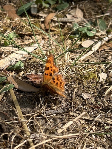 European Comma