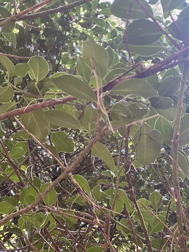 European holly
