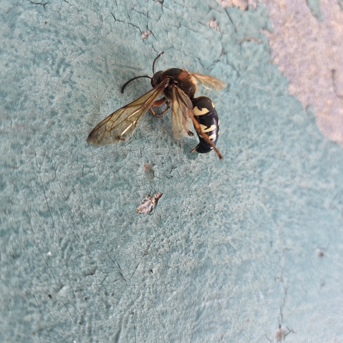 Eastern Cicada-killer Wasp