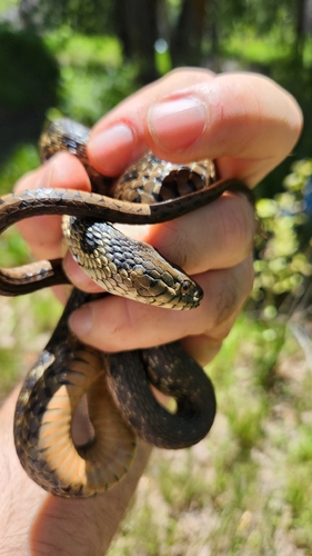 iNaturalist observation photo of Sierra Garter Snake