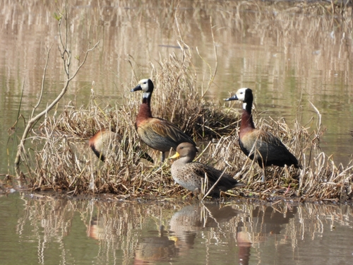 White-faced Whistling-Duck