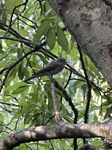 Spotted Flycatcher