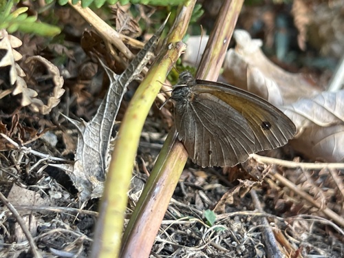 Meadow Brown