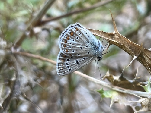Austaut's Blue