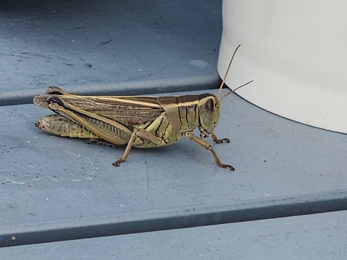 Two-striped Grasshopper