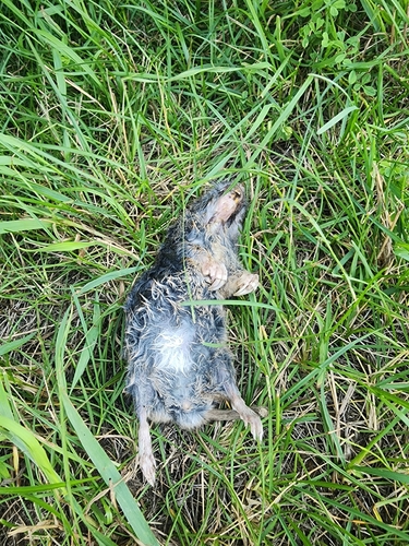 Northern Pocket Gopher