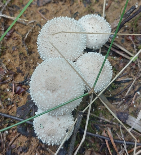 common puffball