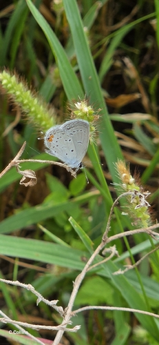 Eastern Tailed-Blue