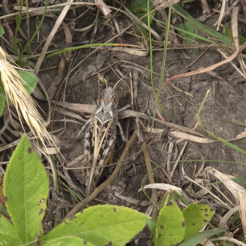 Wrinkled Grasshopper