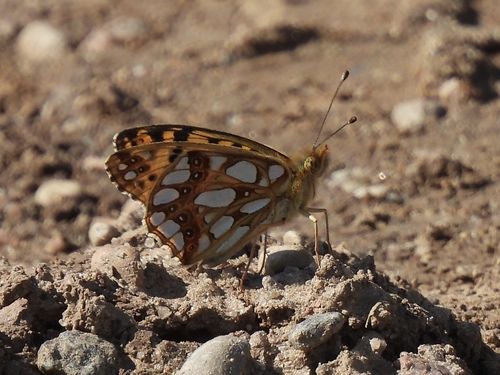 Queen of Spain Fritillary