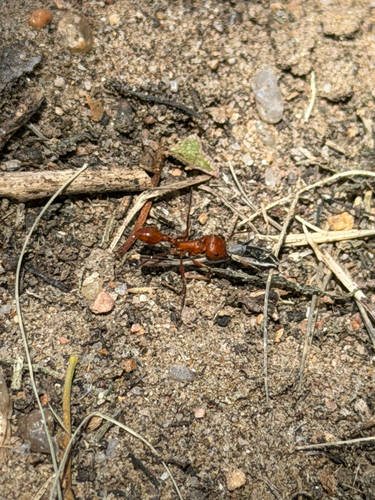 Maricopa Harvester Ant