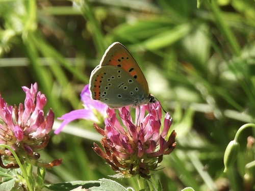 Large Copper