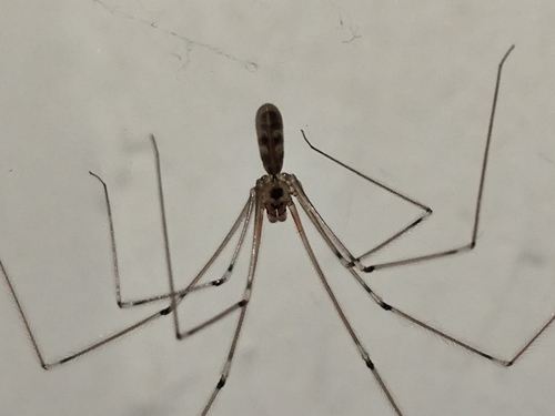 Long-bodied Cellar Spider