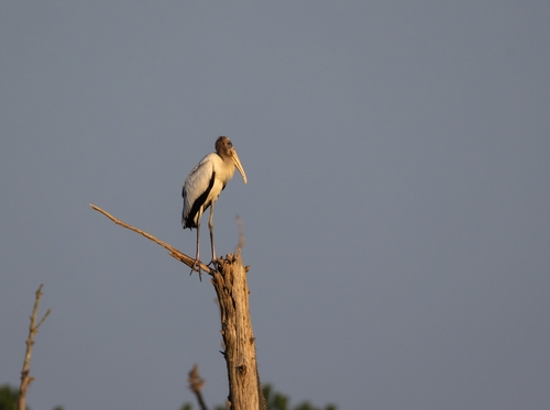 Wood Stork