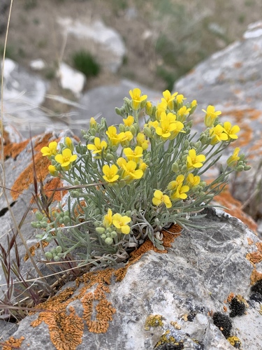 Physaria pycnantha