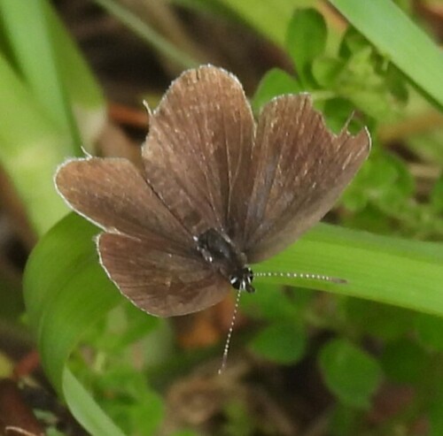 Short-tailed Blue