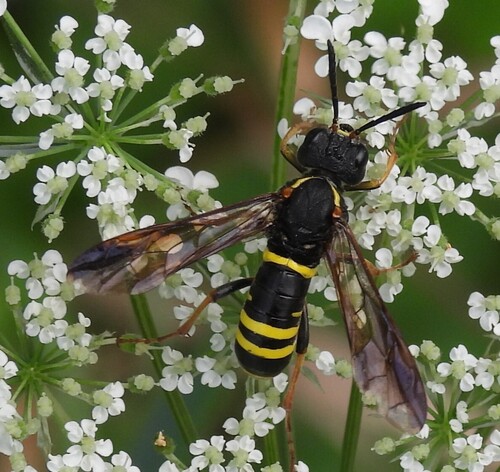 Noble Wasp-sawfly