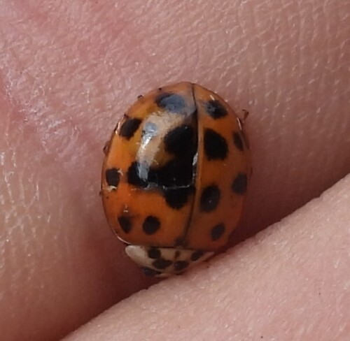Asian Lady Beetle