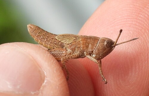 Rufous Grasshopper
