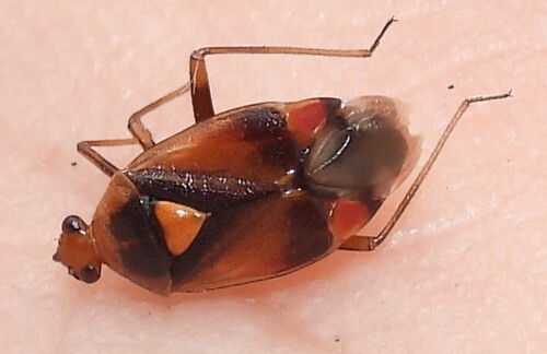 Red-spotted Plant Bug