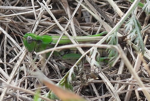 Slender Green-winged Grasshopper