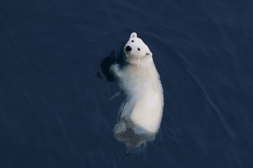 Black Bear sighting near Baffin