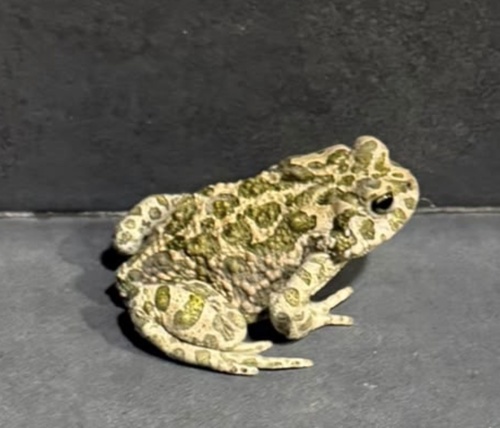 Balearic Green Toad