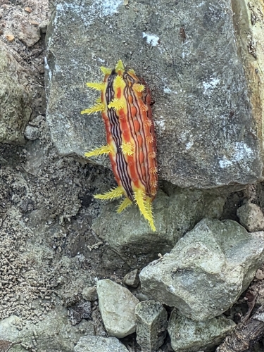 Stinging Rose Caterpillar Moth