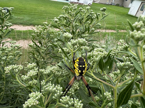 Yellow Garden Spider