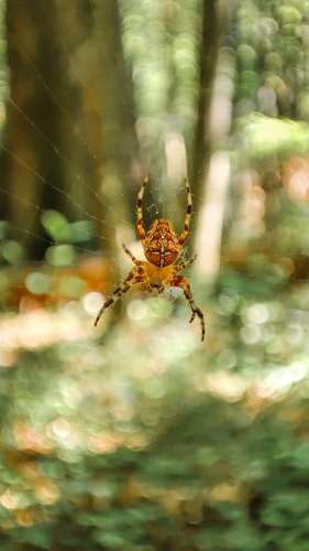 Cross Orbweaver