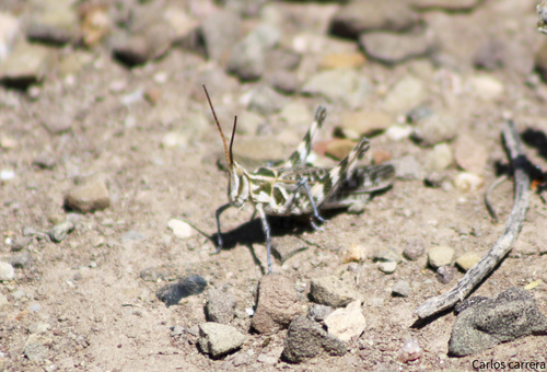Acrolophitus maculipennis