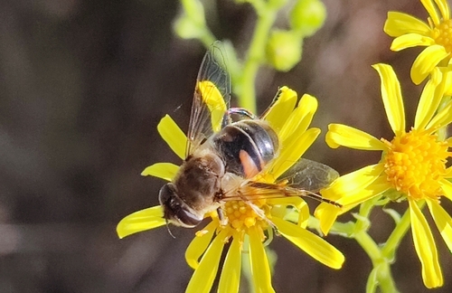 Common Drone Fly