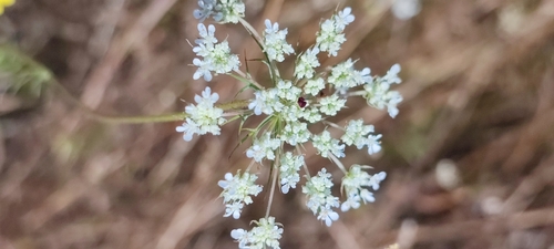 wild carrot