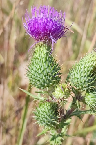 Bull Thistle