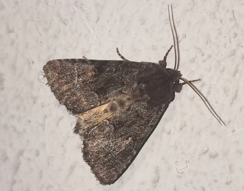 Straw Underwing