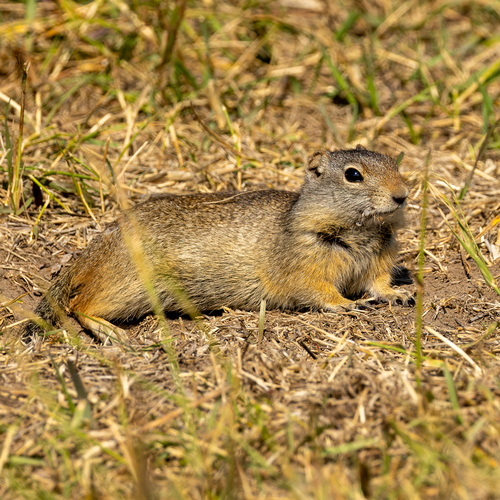 Uinta Ground Squirrel observed by wildnewyork