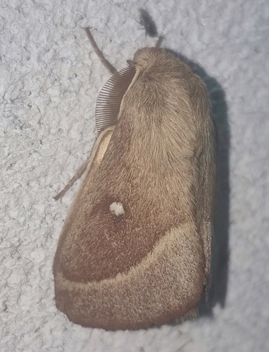 Grass Eggar