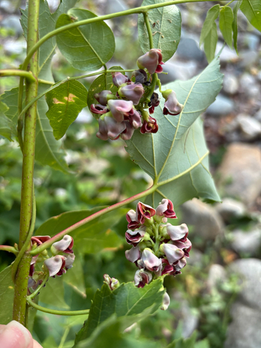 American groundnut