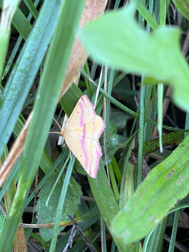Chickweed Geometer Moth