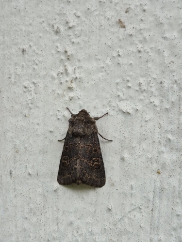 Hedge Rustic