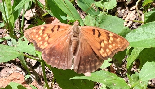 Tawny Emperor