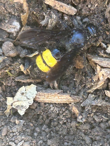 Scolia hirta