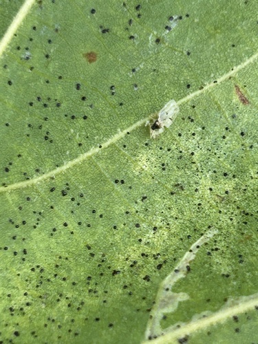 Eastern Sycamore Lace Bug