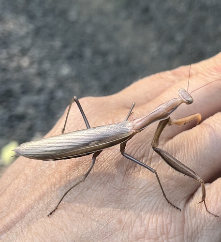 European Mantis