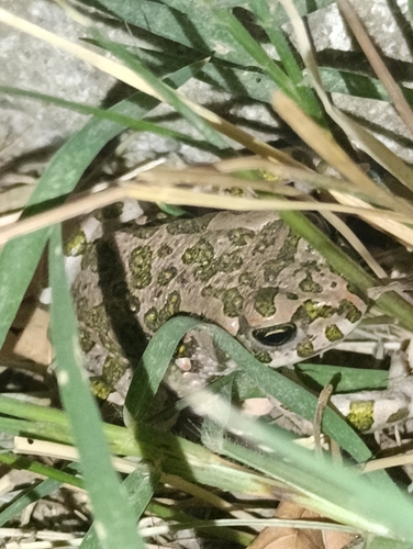 Green Toad