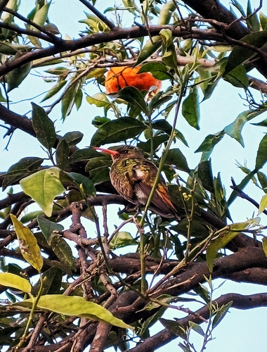 Gilded Hummingbird