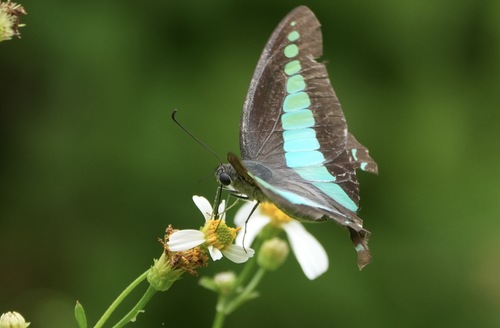 Graphium sarpedon