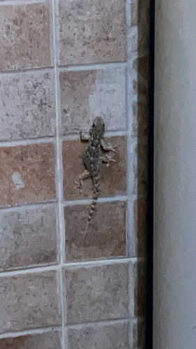 Moorish Gecko