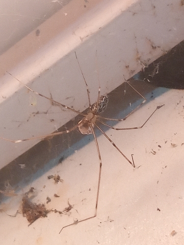 Marbled Cellar Spider